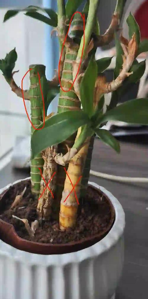 醉鱼草黄叶的原因和处理办法，醉鱼草黄叶的原因和处理办法图片？-第4张图片-优品飞百科