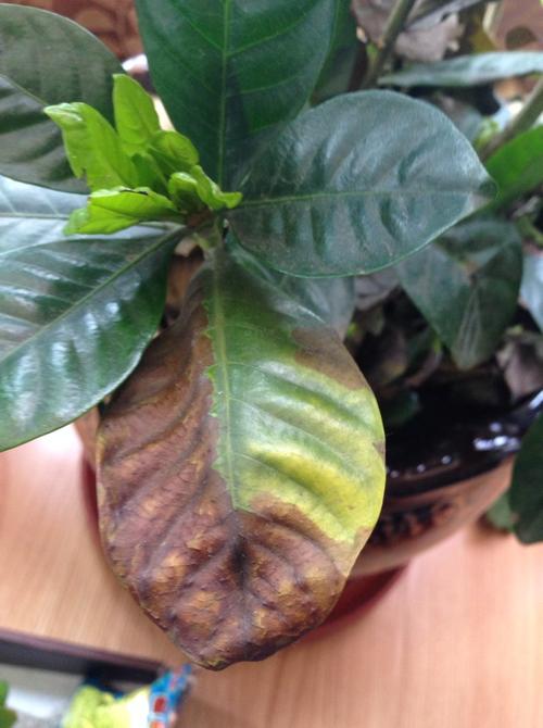 醉鱼草黄叶的原因和处理办法，醉鱼草黄叶的原因和处理办法图片？-第5张图片-优品飞百科