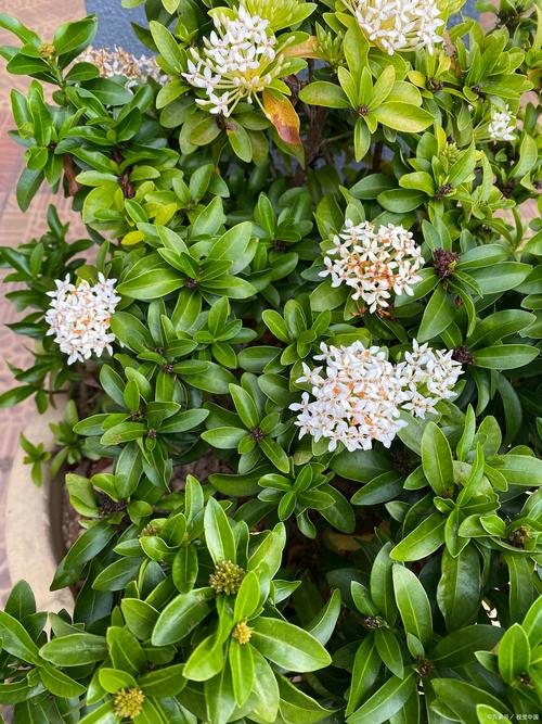 醉鱼草黄叶的原因和处理办法，醉鱼草黄叶的原因和处理办法图片？-第6张图片-优品飞百科