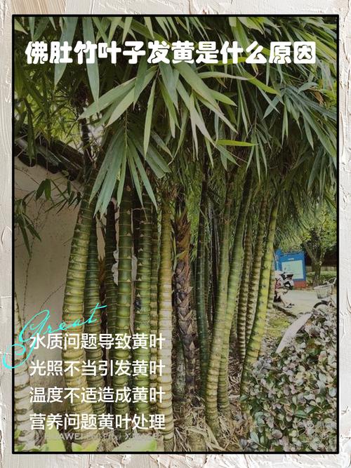 醉鱼草黄叶的原因和处理办法，醉鱼草黄叶的原因和处理办法图片？-第7张图片-优品飞百科