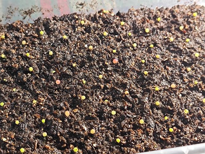 灯泡种子怎么种？灯泡种子怎么种的？