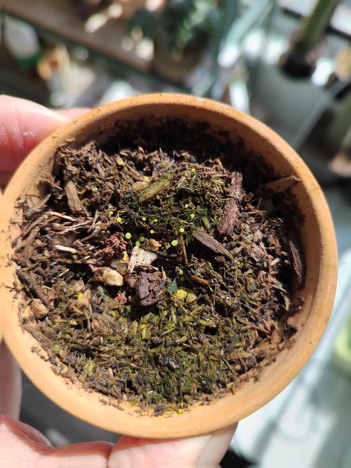 灯泡种子怎么种？灯泡种子怎么种的？-第2张图片-优品飞百科