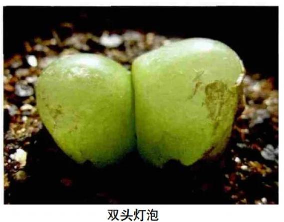 灯泡种子怎么种？灯泡种子怎么种的？-第3张图片-优品飞百科