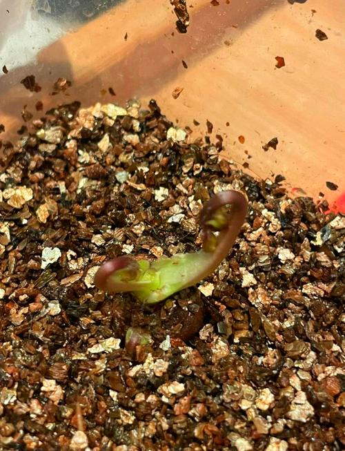 灯泡种子怎么种？灯泡种子怎么种的？-第4张图片-优品飞百科