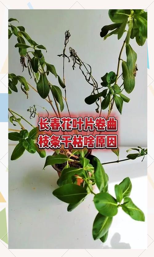 长春花叶子发黄怎么办，长春花叶子发黄怎么办小妙招