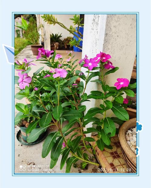 长春花叶子发黄怎么办,长春花叶子发黄怎么办小妙招-第2张图片-优品飞百科 长春花叶子发黄怎么办,长春花叶子发黄怎么办小妙招-第2张图片-优品飞百科