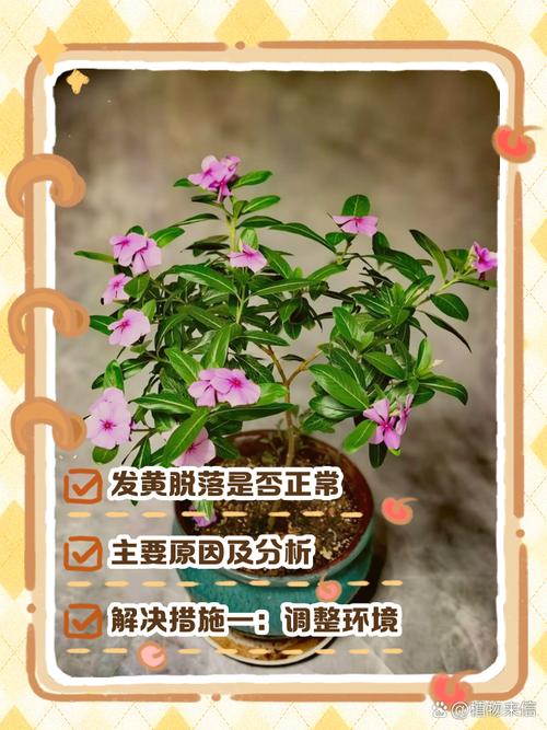 长春花叶子发黄怎么办,长春花叶子发黄怎么办小妙招-第3张图片-优品飞百科 长春花叶子发黄怎么办,长春花叶子发黄怎么办小妙招-第3张图片-优品飞百科