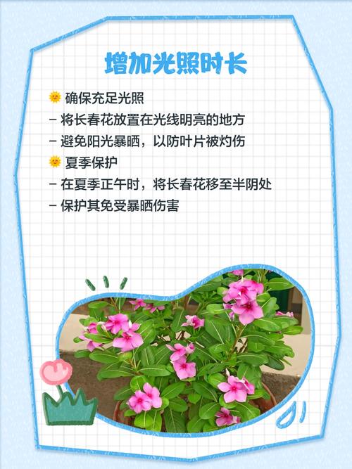 长春花叶子发黄怎么办,长春花叶子发黄怎么办小妙招-第4张图片-优品飞百科 长春花叶子发黄怎么办,长春花叶子发黄怎么办小妙招-第4张图片-优品飞百科