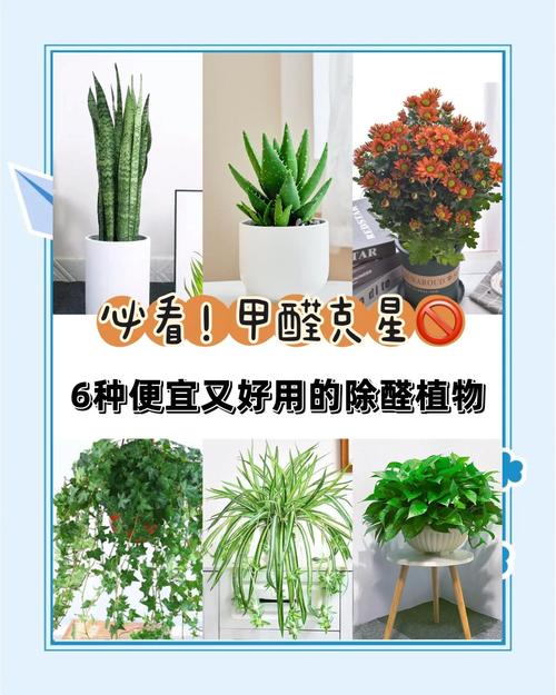室内净化空气最佳23种植物，室内净化空气什么植物好？