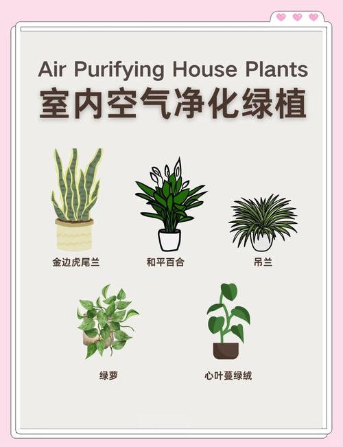 室内净化空气最佳23种植物,室内净化空气什么植物好?-第2张图片-优品飞百科 室内净化空气最佳23种植物,室内净化空气什么植物好?-第2张图片-优品飞百科