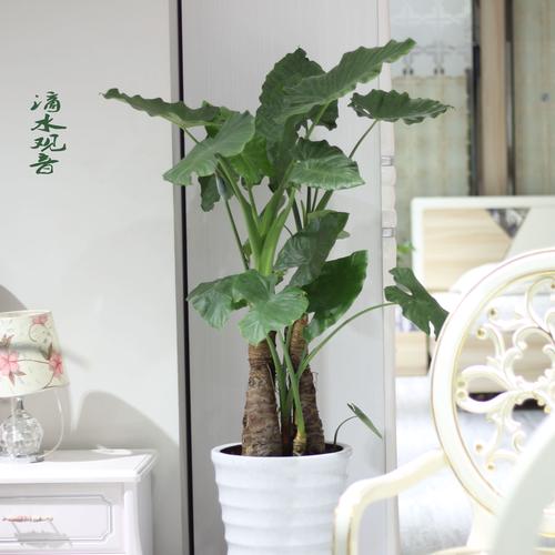 室内净化空气最佳23种植物,室内净化空气什么植物好?-第3张图片-优品飞百科 室内净化空气最佳23种植物,室内净化空气什么植物好?-第3张图片-优品飞百科