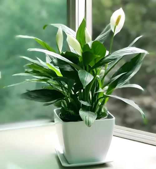 室内净化空气最佳23种植物,室内净化空气什么植物好?-第5张图片-优品飞百科 室内净化空气最佳23种植物,室内净化空气什么植物好?-第5张图片-优品飞百科