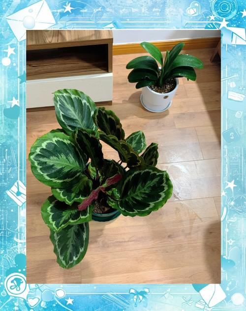 彩虹竹芋的养殖方法，彩虹竹芋的养殖方法大全？