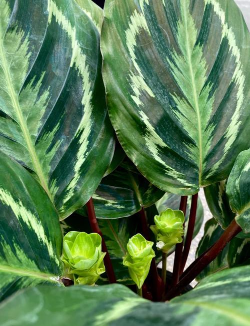 彩虹竹芋的养殖方法，彩虹竹芋的养殖方法大全？-第2张图片-优品飞百科