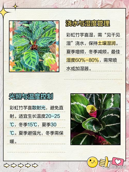 彩虹竹芋的养殖方法，彩虹竹芋的养殖方法大全？-第3张图片-优品飞百科