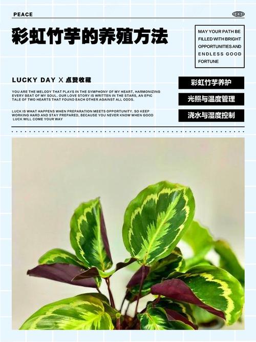 彩虹竹芋的养殖方法，彩虹竹芋的养殖方法大全？-第4张图片-优品飞百科
