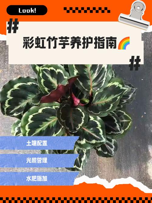 彩虹竹芋的养殖方法，彩虹竹芋的养殖方法大全？-第5张图片-优品飞百科
