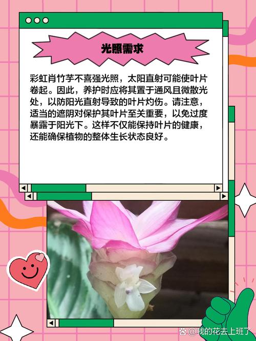 彩虹竹芋的养殖方法，彩虹竹芋的养殖方法大全？-第6张图片-优品飞百科