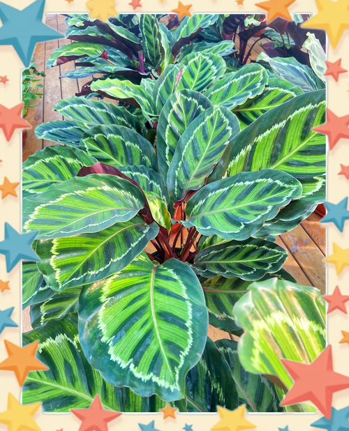 彩虹竹芋的养殖方法，彩虹竹芋的养殖方法大全？-第7张图片-优品飞百科