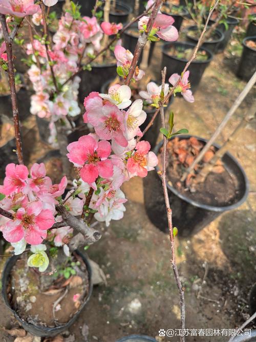 日本海棠有毒吗，日本海棠好吗