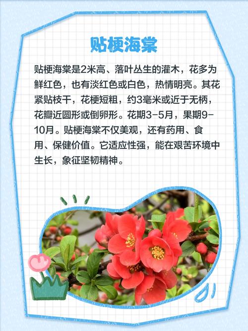 日本海棠有毒吗，日本海棠好吗-第2张图片-优品飞百科