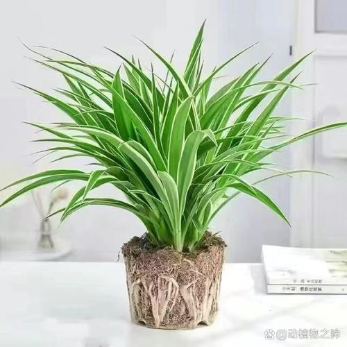 日本海棠有毒吗，日本海棠好吗-第3张图片-优品飞百科