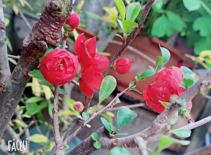 日本海棠有毒吗，日本海棠好吗-第4张图片-优品飞百科