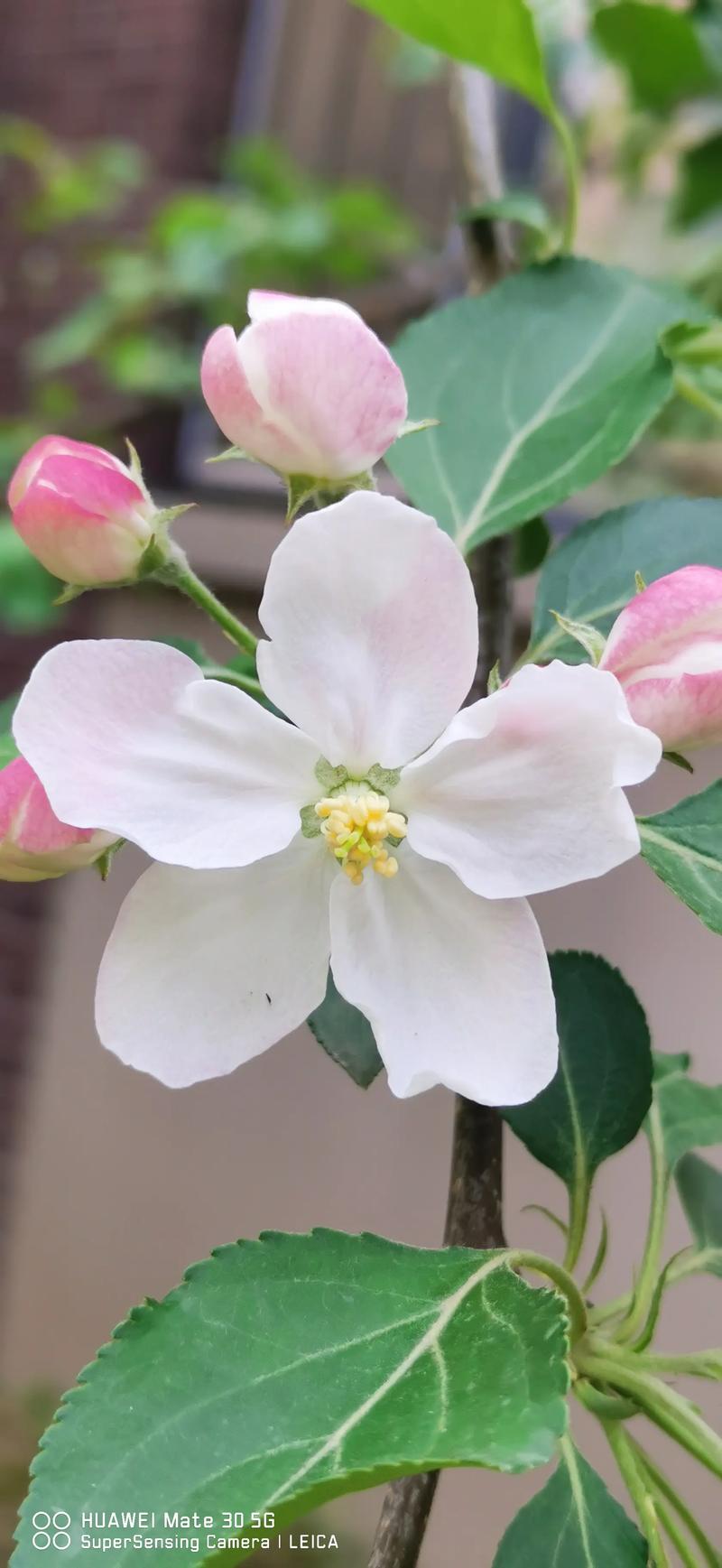 日本海棠有毒吗，日本海棠好吗-第5张图片-优品飞百科