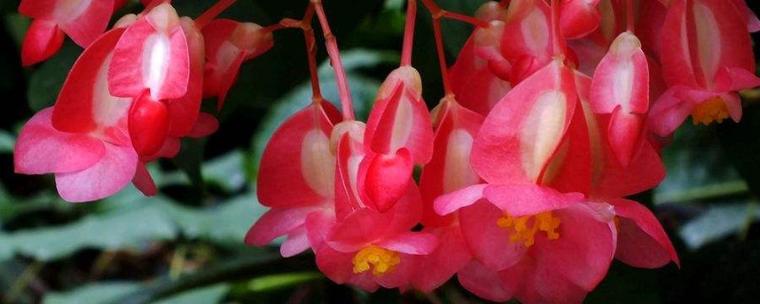 日本海棠有毒吗，日本海棠好吗-第6张图片-优品飞百科