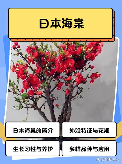 日本海棠有毒吗，日本海棠好吗-第7张图片-优品飞百科