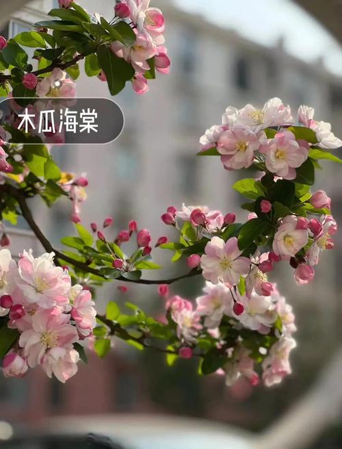 日本海棠有毒吗，日本海棠好吗-第8张图片-优品飞百科