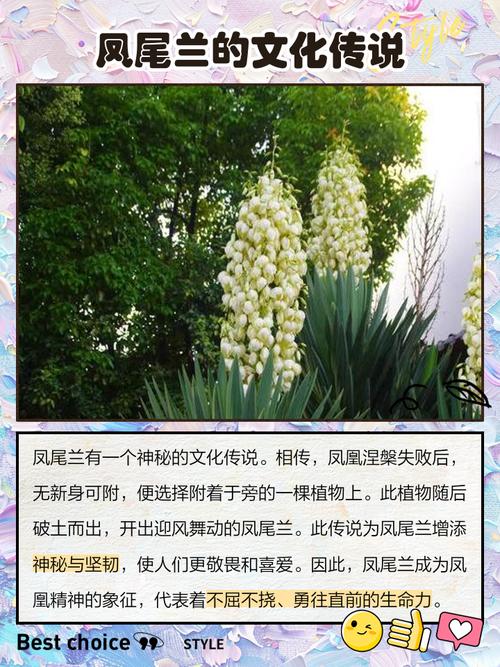 凤尾兰的养殖方法和注意事项？凤尾兰的功效和作用？