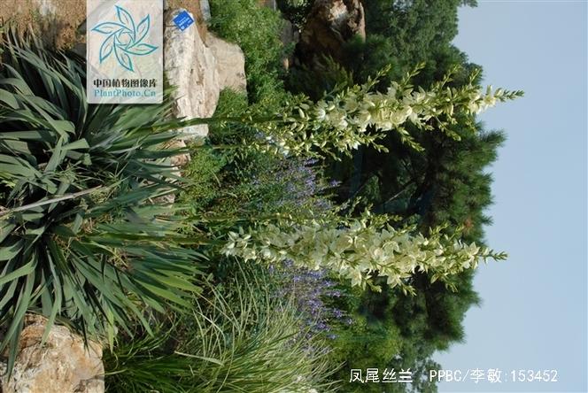 凤尾兰的养殖方法和注意事项？凤尾兰的功效和作用？-第2张图片-优品飞百科