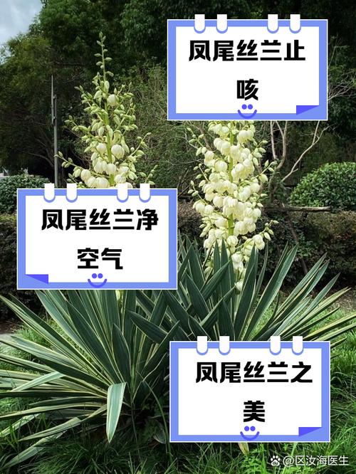 凤尾兰的养殖方法和注意事项？凤尾兰的功效和作用？-第3张图片-优品飞百科