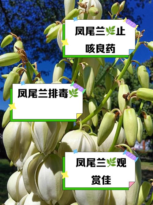 凤尾兰的养殖方法和注意事项？凤尾兰的功效和作用？-第4张图片-优品飞百科