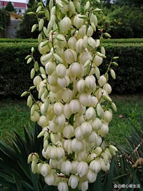 凤尾兰的养殖方法和注意事项？凤尾兰的功效和作用？-第5张图片-优品飞百科