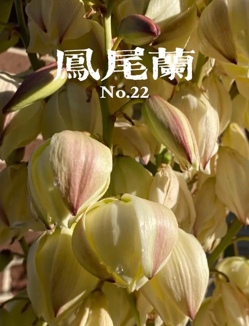 凤尾兰的养殖方法和注意事项？凤尾兰的功效和作用？-第6张图片-优品飞百科