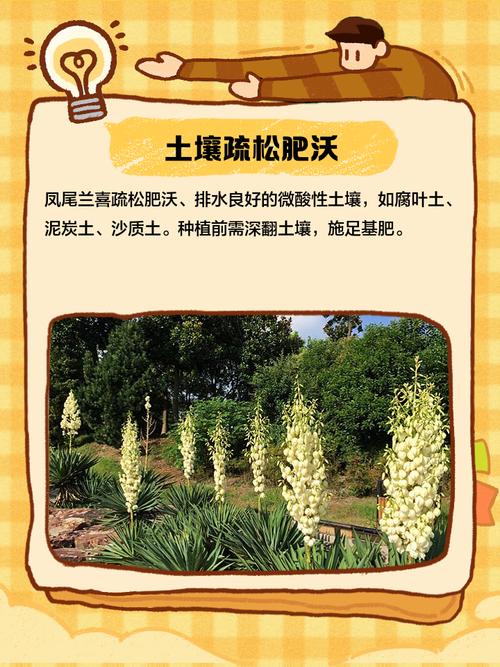 凤尾兰的养殖方法和注意事项？凤尾兰的功效和作用？-第7张图片-优品飞百科