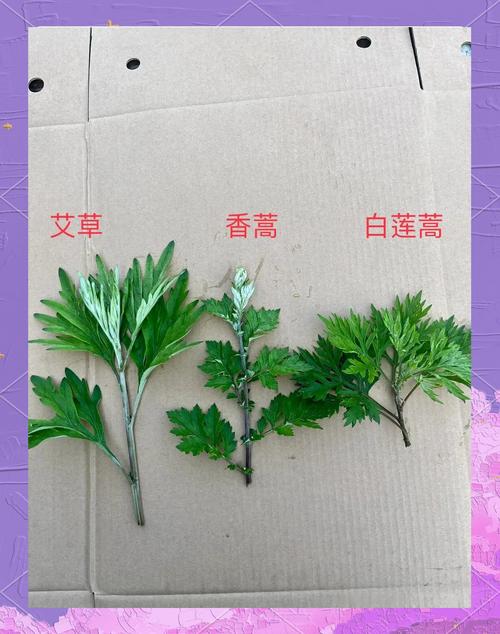 艾叶的作用，艾叶和艾草一样吗，艾叶和艾草的功效是一样的吗