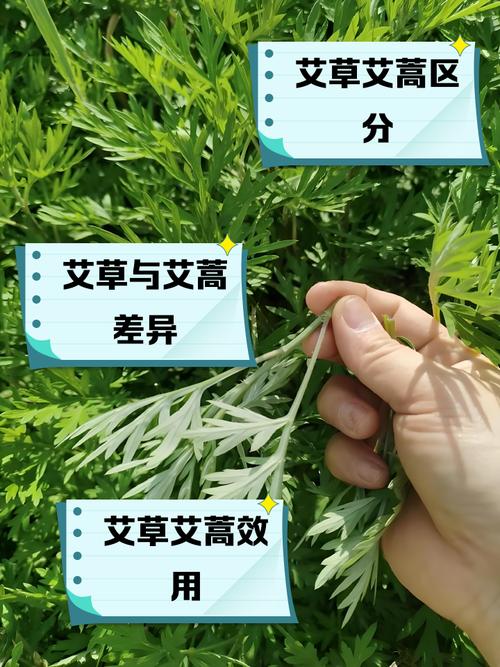 艾叶的作用，艾叶和艾草一样吗，艾叶和艾草的功效是一样的吗-第2张图片-优品飞百科