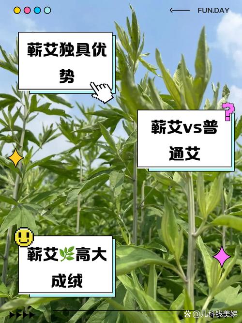 艾叶的作用，艾叶和艾草一样吗，艾叶和艾草的功效是一样的吗-第4张图片-优品飞百科