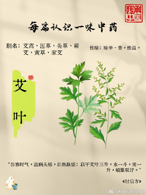 艾叶的作用，艾叶和艾草一样吗，艾叶和艾草的功效是一样的吗-第6张图片-优品飞百科