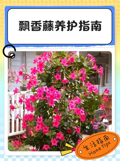 飘香藤的扦插方法？飘香藤的扦插方法水培？