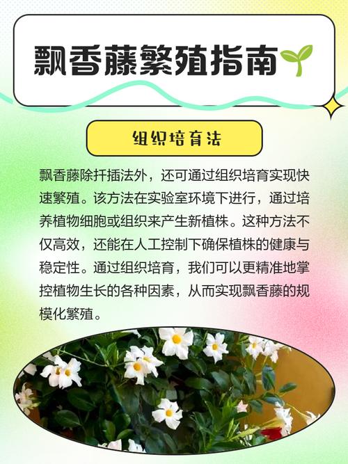 飘香藤的扦插方法？飘香藤的扦插方法水培？-第2张图片-优品飞百科