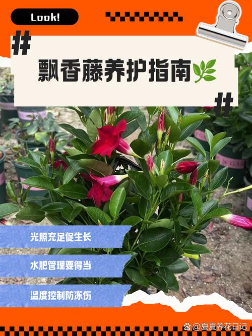 飘香藤的扦插方法？飘香藤的扦插方法水培？-第3张图片-优品飞百科