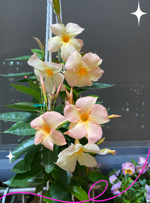 飘香藤的扦插方法？飘香藤的扦插方法水培？-第5张图片-优品飞百科