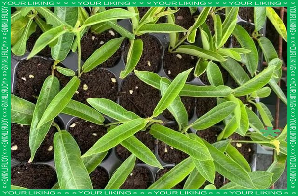 飘香藤的扦插方法？飘香藤的扦插方法水培？-第6张图片-优品飞百科