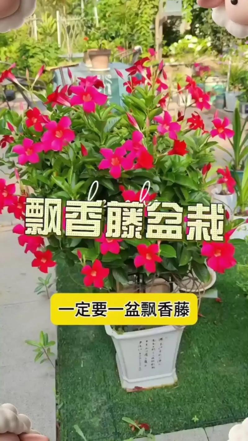 飘香藤的扦插方法？飘香藤的扦插方法水培？-第7张图片-优品飞百科