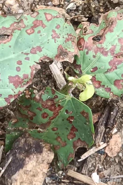 初恋叶片长斑点怎么办？初恋叶子发软发蔫？