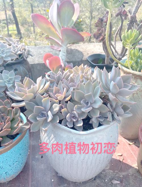 初恋叶片长斑点怎么办？初恋叶子发软发蔫？-第2张图片-优品飞百科